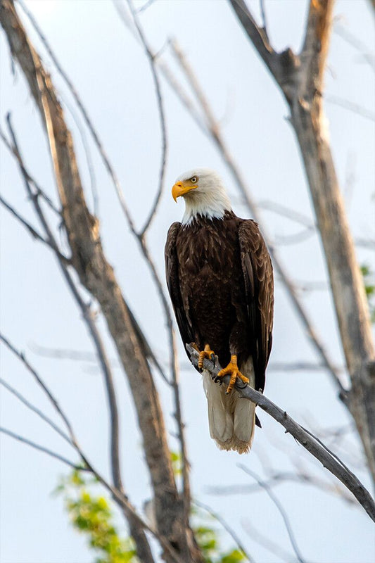 Bald Eagle Standing On Tree Branch Art Wall Decor Jigsaw Puzzle