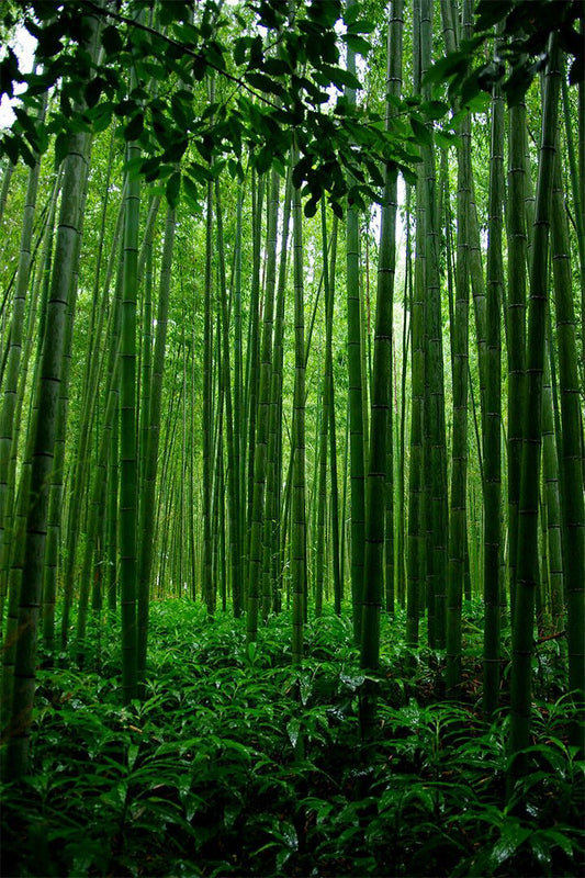 Bamboo Forest In China Tropical Trees Painting Wall Home Decor Jigsaw Puzzle