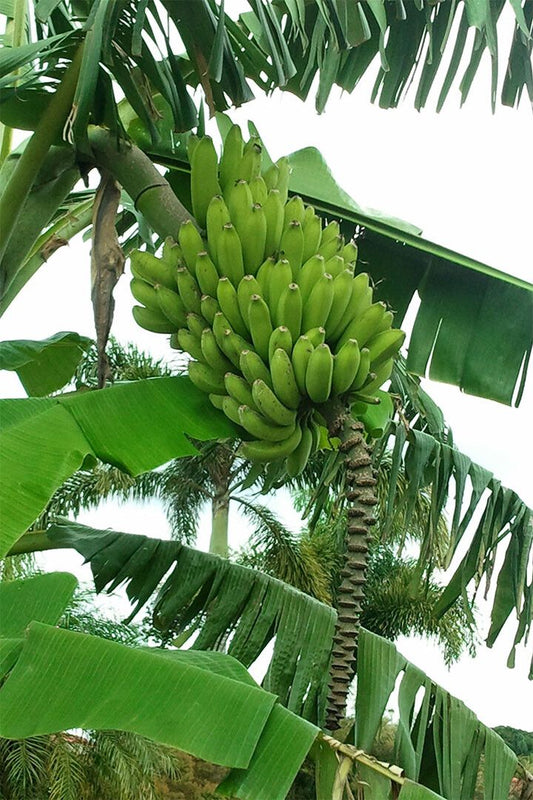 Banana Plants Colombia Sweet Fruit Picture Jigsaw Puzzle