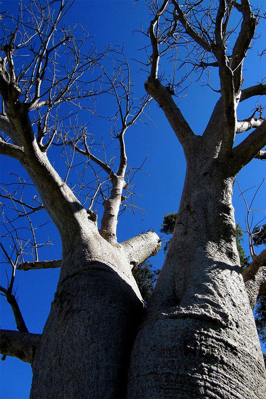 Baobab Tree In Leaf Bottom Up View Painting Jigsaw Puzzle