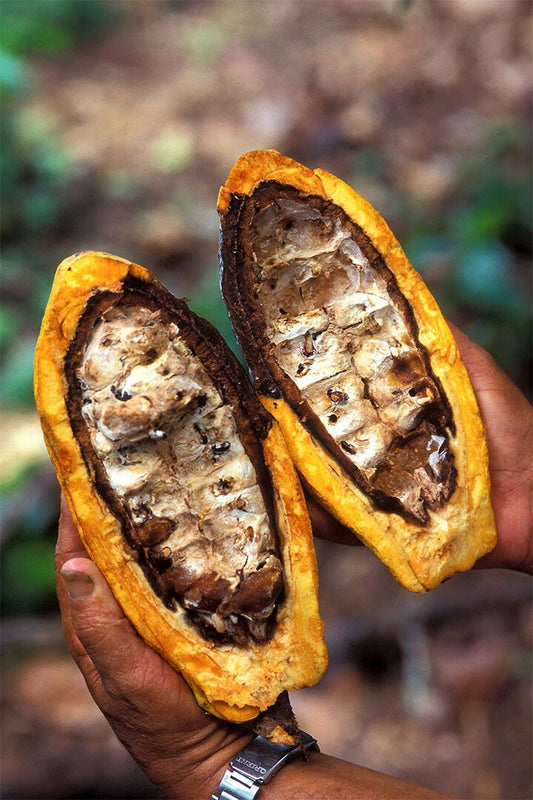 Beans Inside A Cacao Pod Tropical Plants Print Wall Home Decor Jigsaw Puzzle