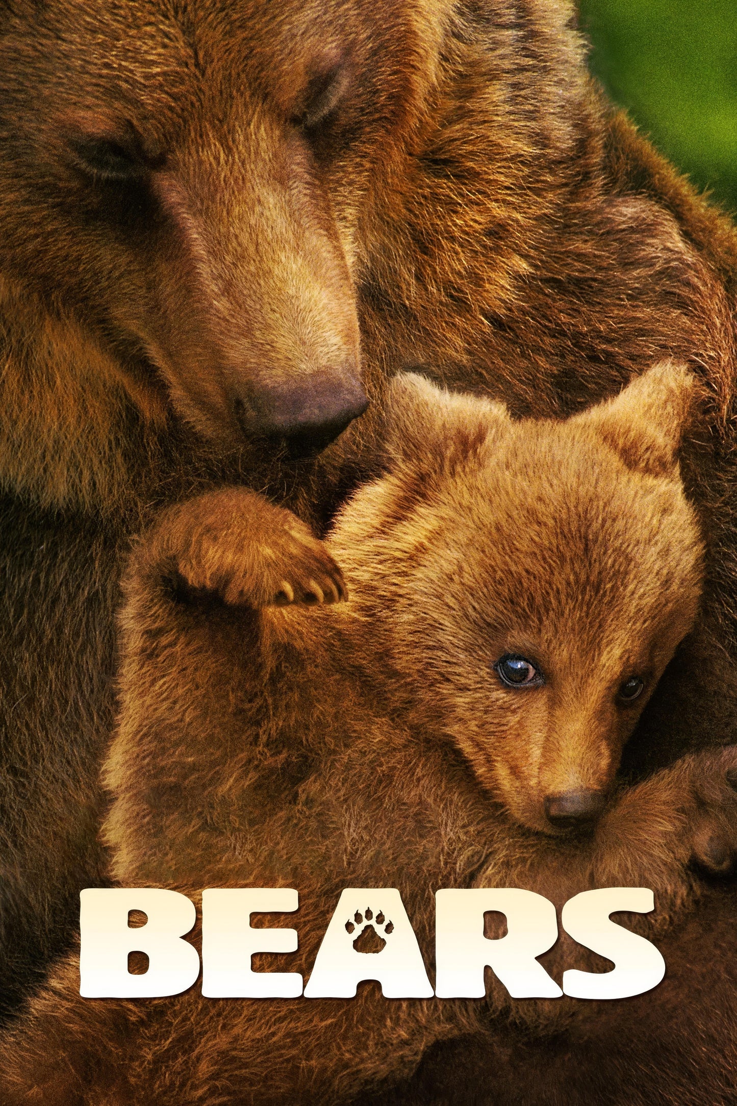 Bears (2014) Movie Magnet