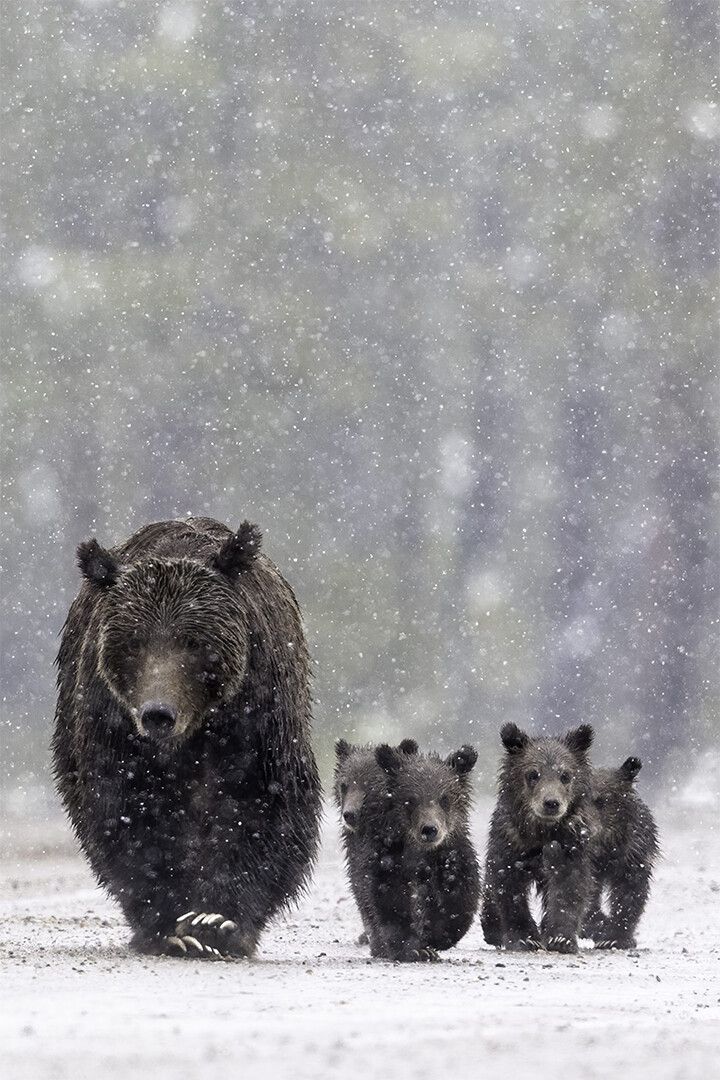 Bears Family In The Snow Art Home Decor Poster