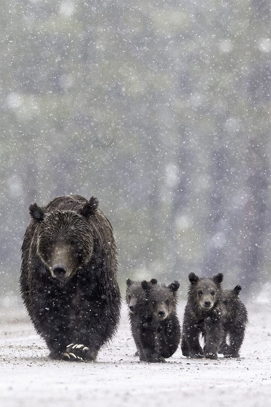 Bears Family In The Snow Art Home Decor Jigsaw Puzzle