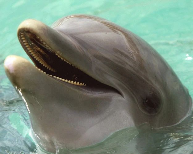 Beatiful Dolphin Glossy Keychain Ocean Print Keychain Mammals