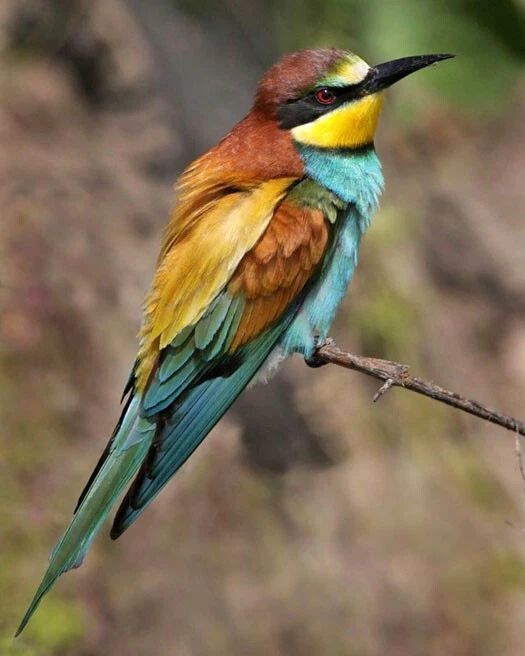 Beautiful African Bee Eater Bird Glossy Photo Wildlife Bird Print