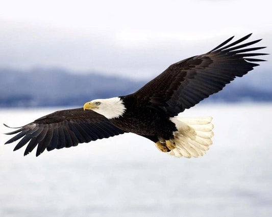 Beautiful Bald Eagle Glossy Keychain Animal Print America Bird Keychain