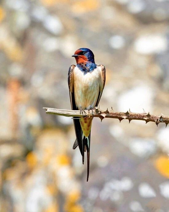 Beautiful Barn Swallow Glossy Magnet Wildlife Bird Print 1