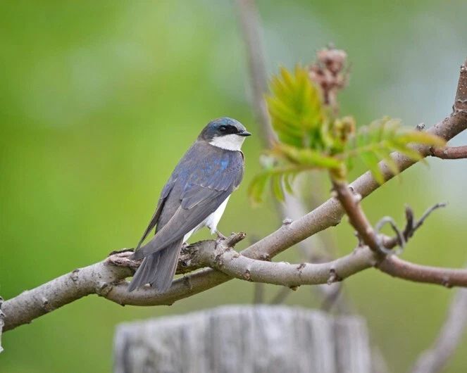 Beautiful Barn Swallow Glossy Magnet Wildlife Bird Print 2