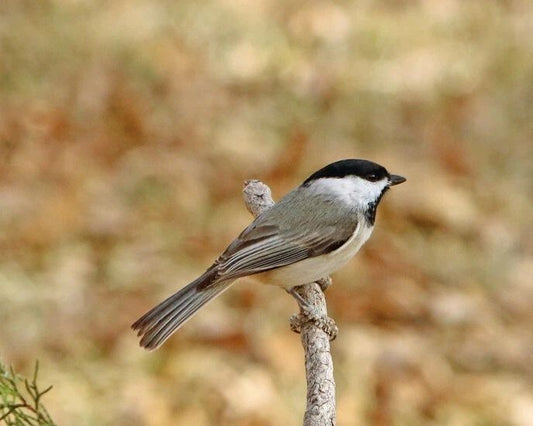 Beautiful Black Capped Chickadee Glossy Magnet Wildlife Print Bird Magnet 1