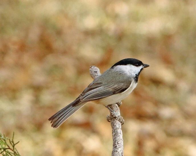 Beautiful Black Capped Chickadee Glossy Keychain Wildlife Print Bird Keychain 1