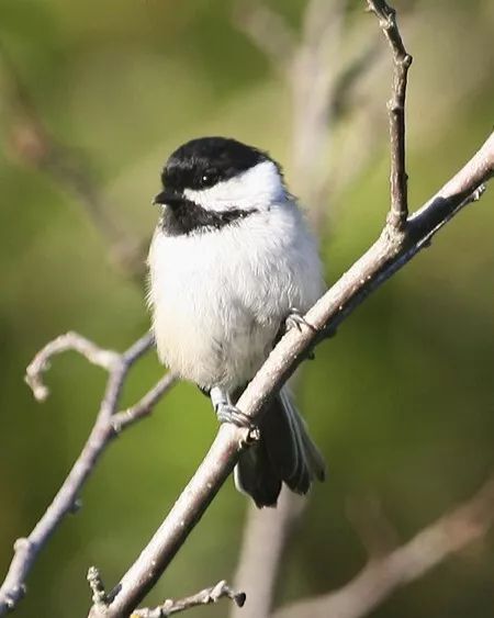 Beautiful Black Capped Chickadee Glossy Keychain Wildlife Print Bird Keychain 2