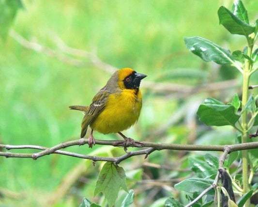 Beautiful Black Masked Weaver Glossy Magnet Wildlife Bird Print