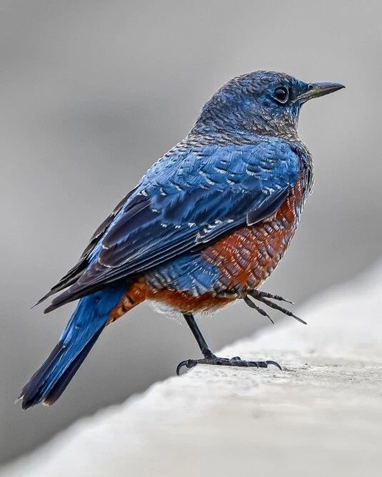 Beautiful Blue Rock Thrush Glossy Keychain Wildlife Bird Print