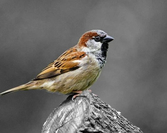 Beautiful Brown Sparrow Glossy Magnet Wildlife Print Bird Magnet