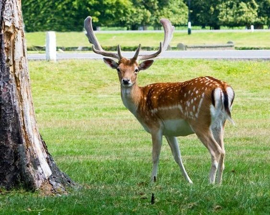 Beautiful Deer Glossy Keychain Print Keychain Buck Nature Wildlife