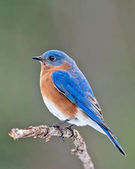 Beautiful Eastern Bluebird Glossy Keychain Wildlife Bird Print