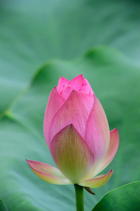 Beautiful Flower Bud Green Background Art Wall Decor Jigsaw Puzzle