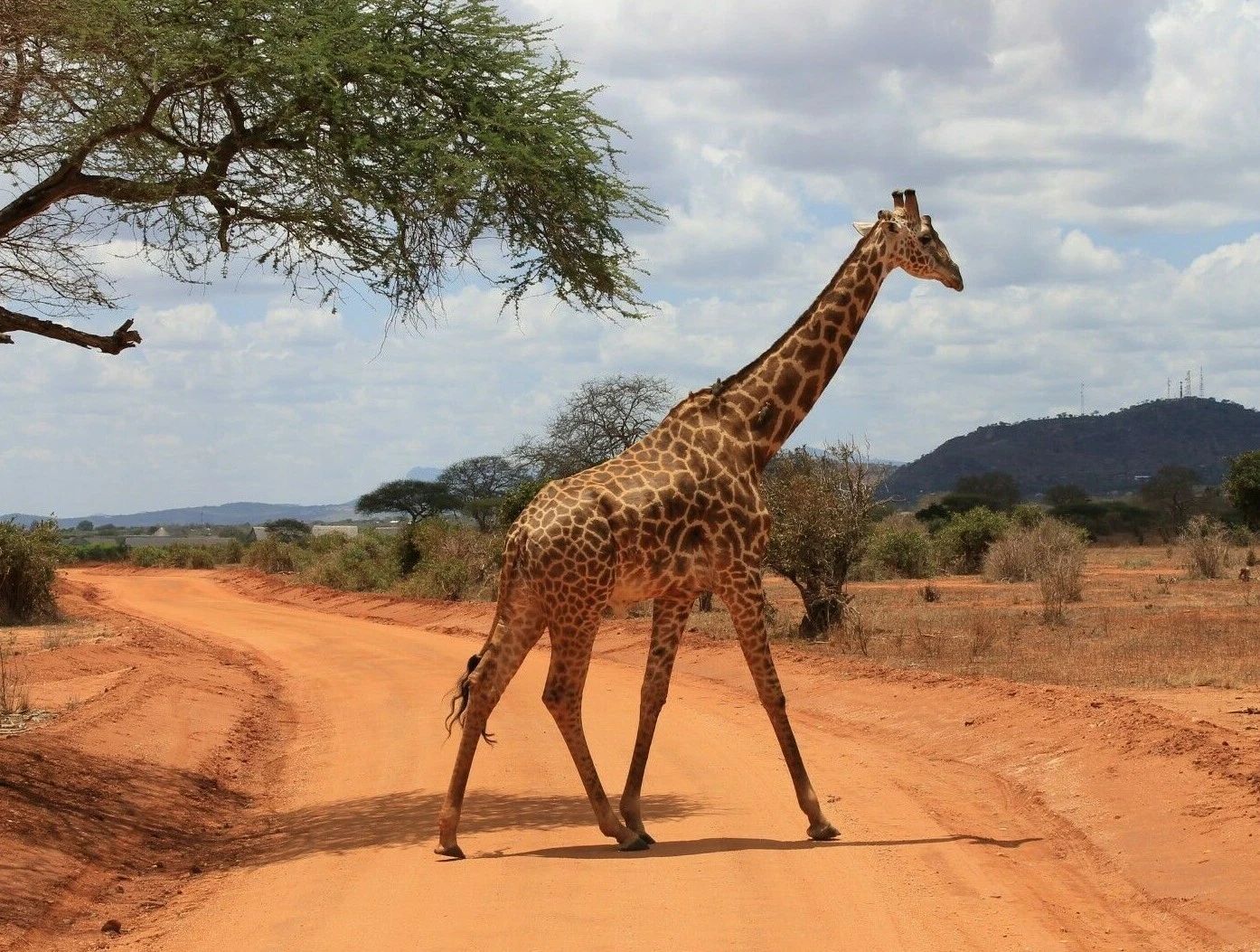 Beautiful Giraffe African Safari Animal Nature Magnet Picture Magnet Print