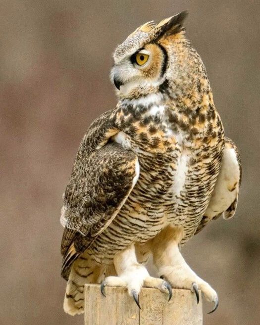 Beautiful Horned Owl Glossy Keychain Print Bird Nature Wildlife Keychain 1
