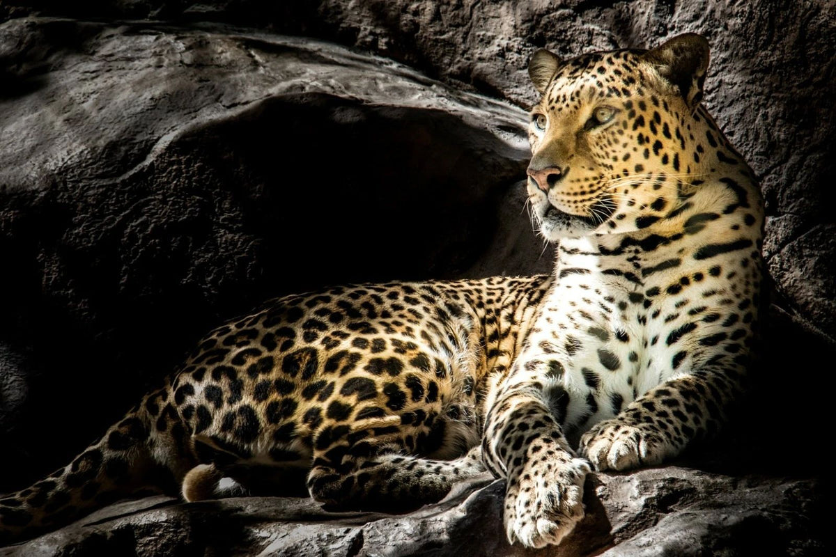 Beautiful Leopard In A Cave At A Wildlife Preserve Wild Cat 300 PCS Jigsaw