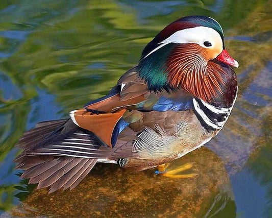 Beautiful Mandarin Duck Glossy Keychain Print Bird Nature Wildlife Keychain 1