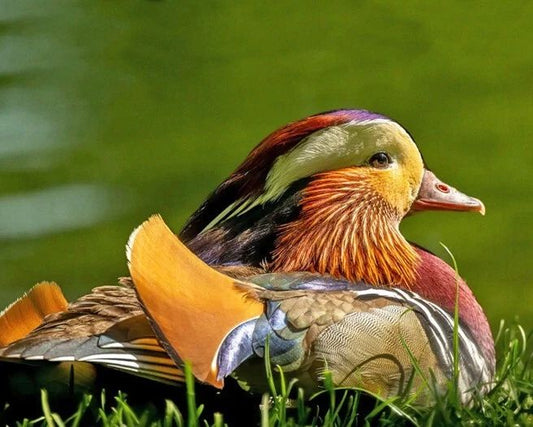 Beautiful Mandarin Duck Glossy Magnet Print Bird Nature Wildlife Magnet 2