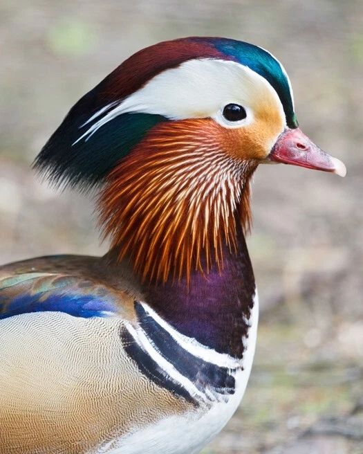 Beautiful Mandarin Duck Glossy Photo Print Bird Nature Wildlife Poster 3