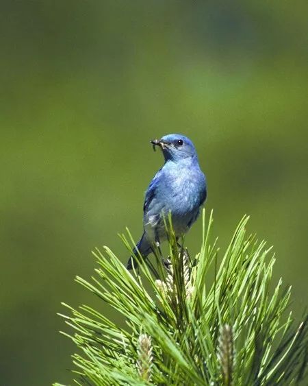 Beautiful Mountain Bluebird Glossy Photo Wildlife Bird Print