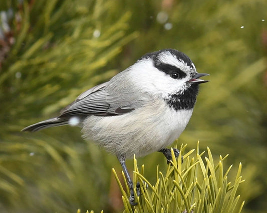 Beautiful Mountain Chickadee Glossy Keychain Wildlife Print Bird Keychain