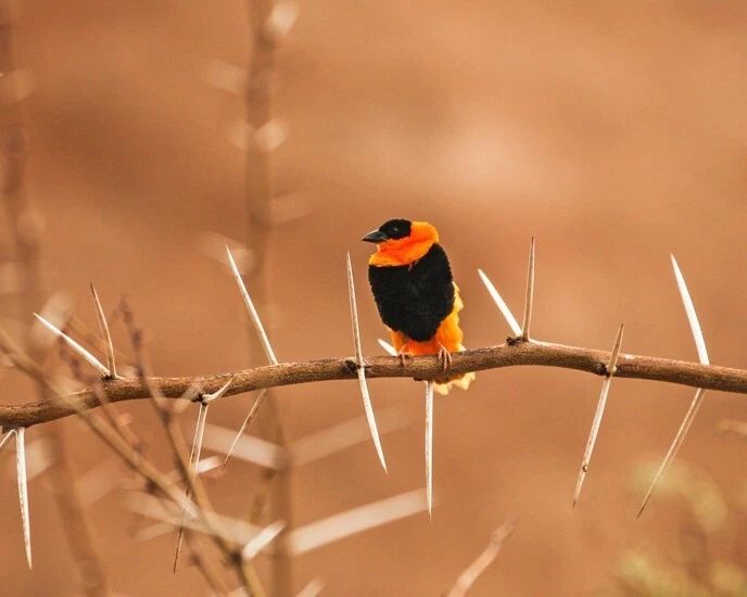 Beautiful Orange Bishop Weaver Glossy Keychain Wildlife Bird Print