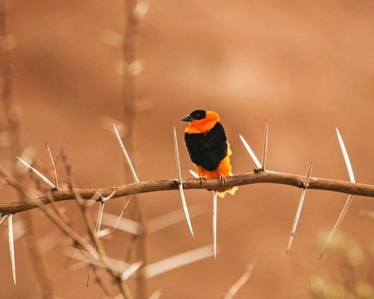 Beautiful Orange Bishop Weaver Glossy Keychain Wildlife Bird Print