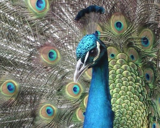 Beautiful Peacock Glossy Magnet Wildlife Peafowl Print Bird Magnet 1