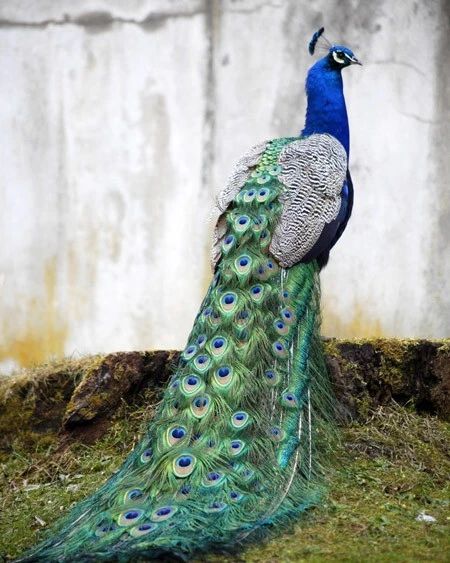 Beautiful Peacock Glossy Keychain Wildlife Peafowl Print Bird Keychain 2