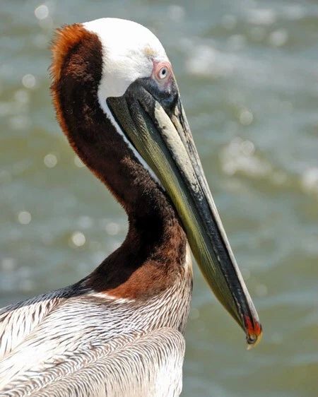 Beautiful Pelican Glossy Photo Wildlife Gull Print Seabird Poster 1