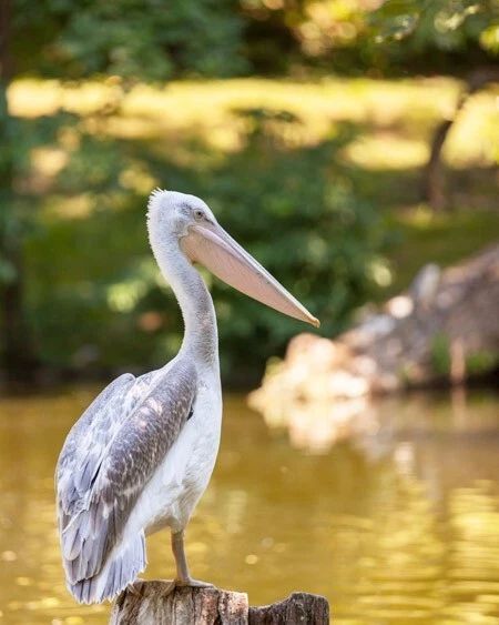 Beautiful Pelican Glossy Photo Wildlife Gull Print Seabird Poster 2