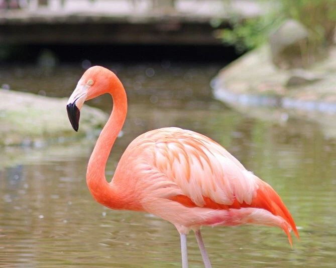 Beautiful Pink Flamingo Glossy Photo Wildlife Print Bird Poster 1
