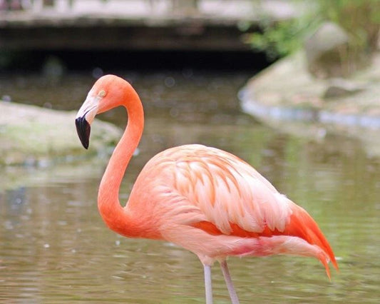 Beautiful Pink Flamingo Glossy Keychain Wildlife Print Bird Keychain 1