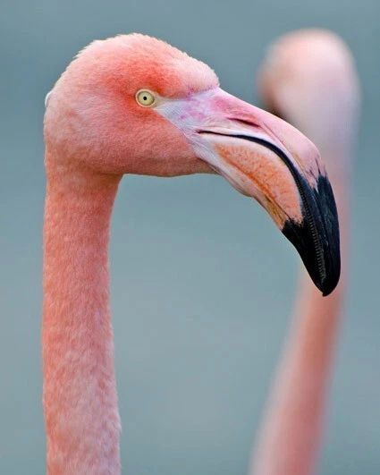Beautiful Pink Flamingo Glossy Keychain Wildlife Print Bird Keychain 2