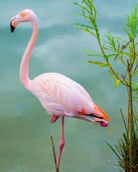 Beautiful Pink Flamingo Glossy Magnet Wildlife Print Bird Magnet 3