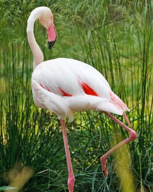 Beautiful Pink Flamingo Glossy Keychain Wildlife Print Bird Keychain 4