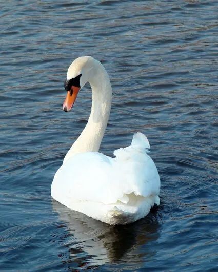 Beautiful Swan Glossy Keychain Animal Print Pond Keychain Majestic Bird