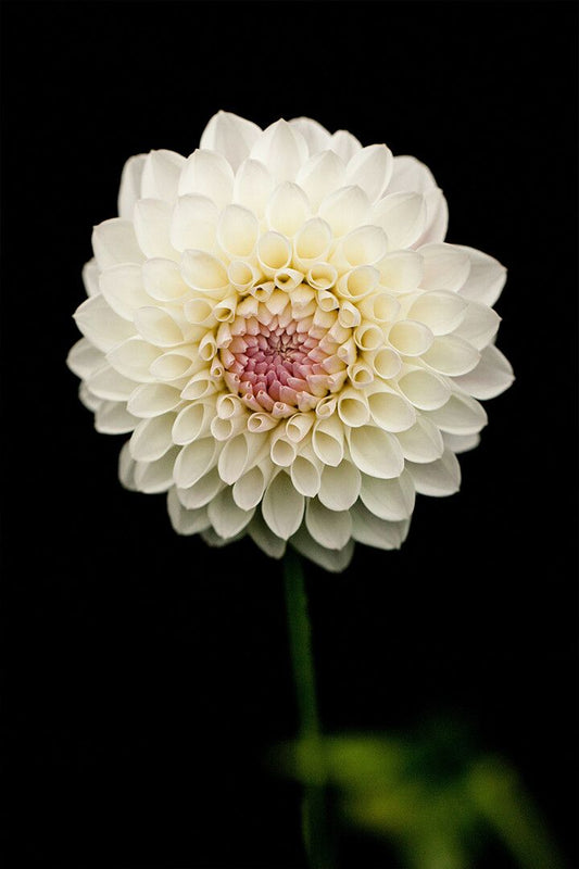 Beautiful White Flower On Black Background Art Wall Decor Jigsaw Puzzle