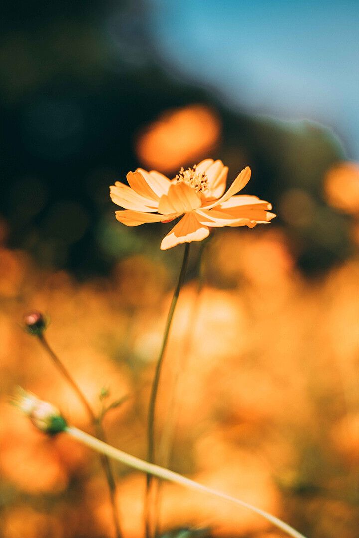 Beautiful Yellow Flower Colorful Plants Print Jigsaw Puzzle