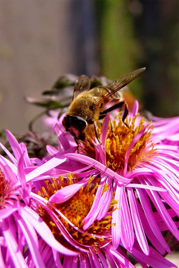 Bee Gathers Nectar From Pink Flower Print Wall Art Home Decor Poster