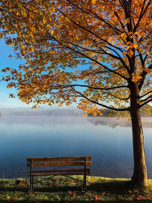 Bench By The Lake And Tree Fall Autumn Magnet Picture Magnet Print Nature