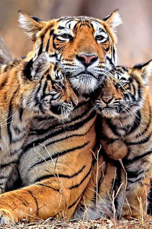 Bengal Orange Tiger With Two Cubs Family Art Home Decor Jigsaw Puzzle