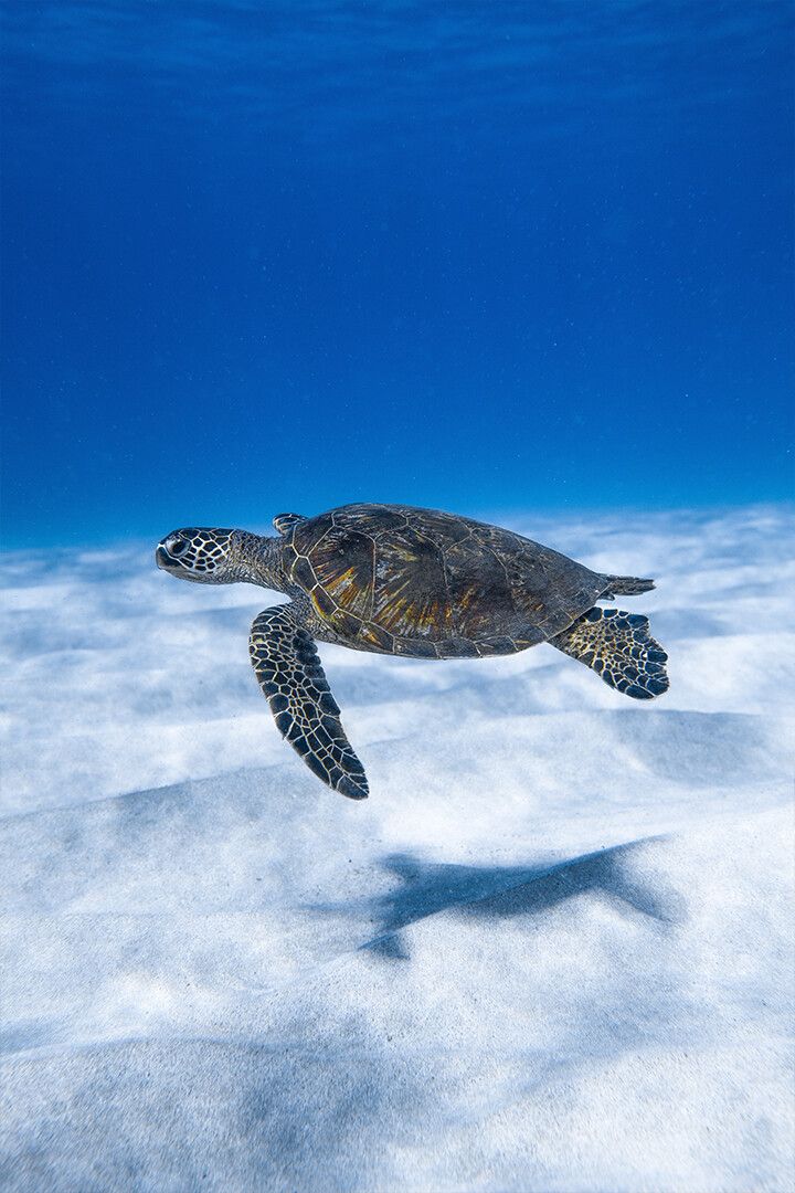 Big Aquatic Turtle Swimming In Blue Sea Art Wall Decor Poster