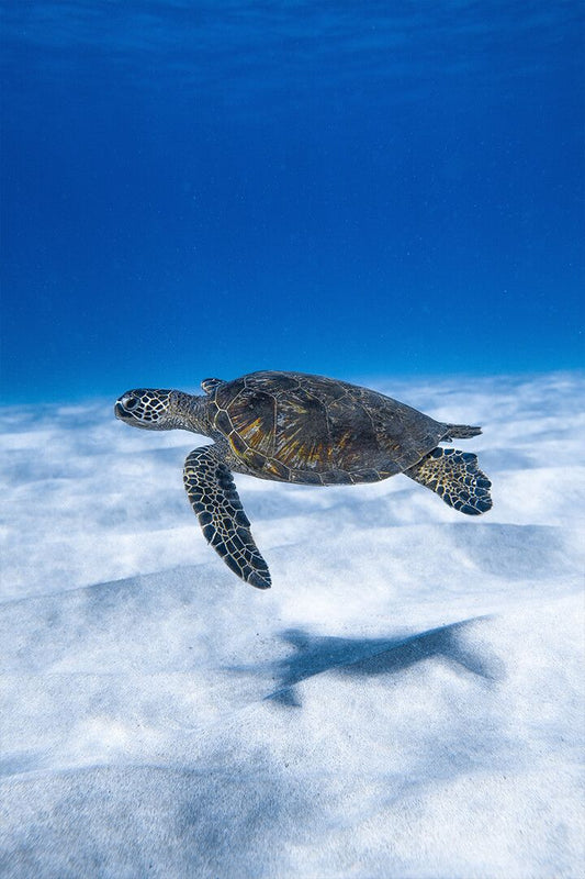 Big Aquatic Turtle Swimming In Blue Sea Art Wall Decor Jigsaw Puzzle
