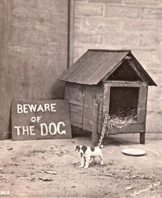 Big Scary Dog Chained Up Next To House & Beware Sign Retro Picture Magnet